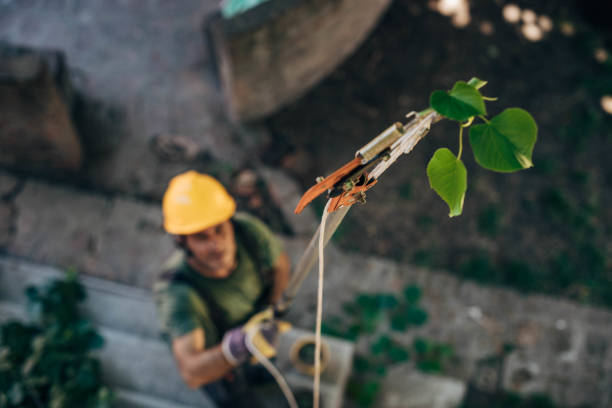 Best Residential Tree Removal  in Topeka, KS